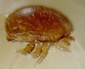 Varroa Mite