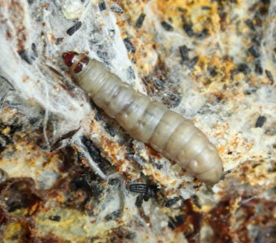 Wax_moth_4